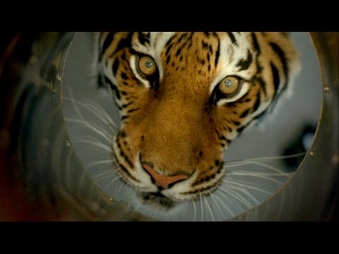 Burning Bright — tráiler
