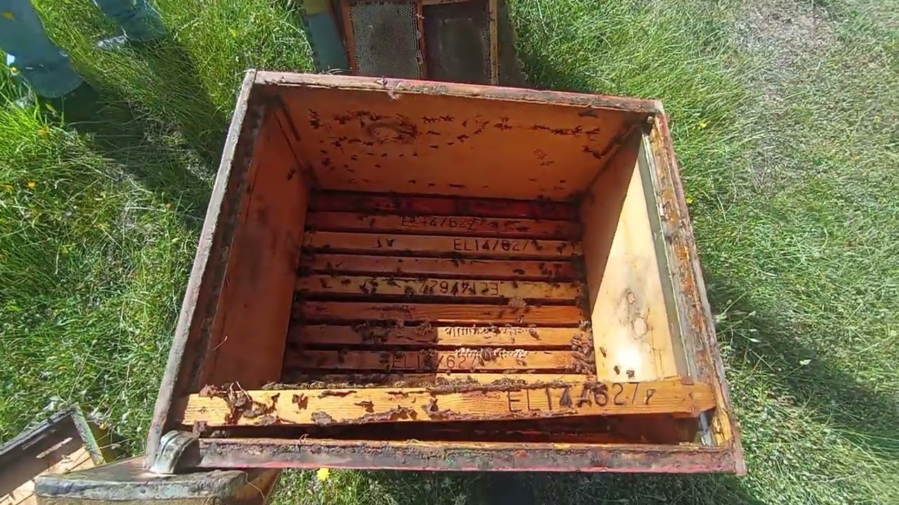 Τρύγος έλατα 2024