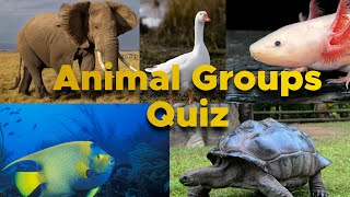 Animal Groups Quiz For Kids screenshot 3