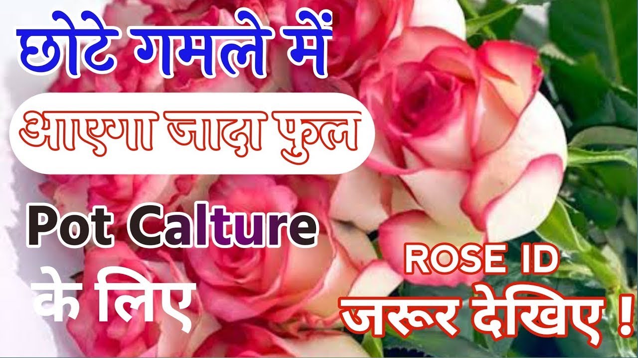 नया गुलाब लगाने से पहले जरूर देखिए ! How to get Exhibishion Quality Roses