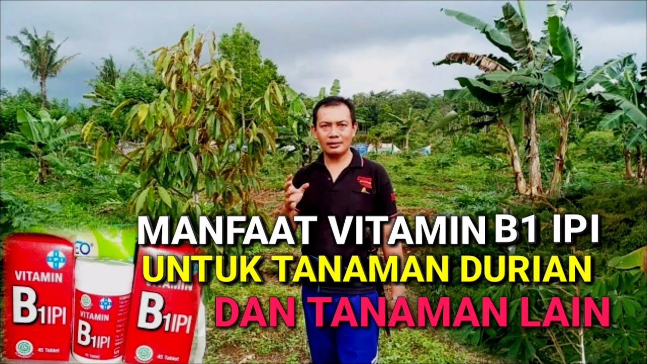 KHASIAT VITAMIN B1 IPI ][ UNTUK POHON DURIAN -RIZAL DURPAY 