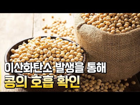 콩의 호흡, <strong>콩이</strong> 숨을 쉬어요 / 별별실험실