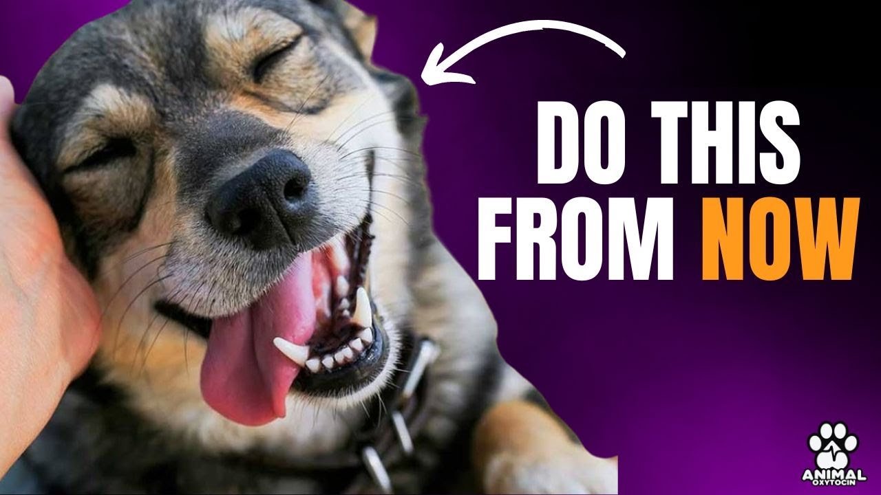 TELL YOUR DOG YOU LOVE THEM IN THIS WAY - YouTube