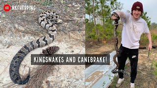 Kingsnakes and Canebrake Rattlesnake! Springtime Snake Hunting in South Georgia