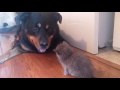 rottweiler and kitten become friends