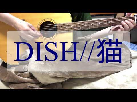 DISH// 猫　🔰弾き語り　おにぎりマサオ