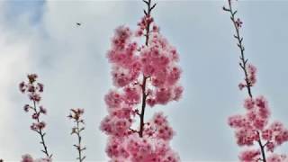 武陵櫻花季
