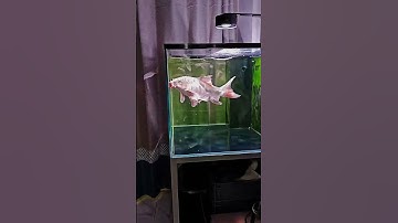 Cá chép phi tần cửu cáp size đại - Beautiful biggest platium butterfly carp   #chepphitan #koi #fish