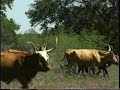 Colonial Texas Settlements and Their Impact on Society