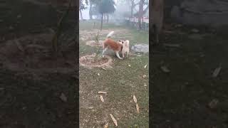 Beige husky vs saint Bernard Net Worth