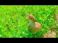 The Hawk Like Sound Of A Partridge تتیر کی شاہین جیسی اواز The Hawk Like Sound Of A Partridge تتیر کی شاہین جیسی اواز