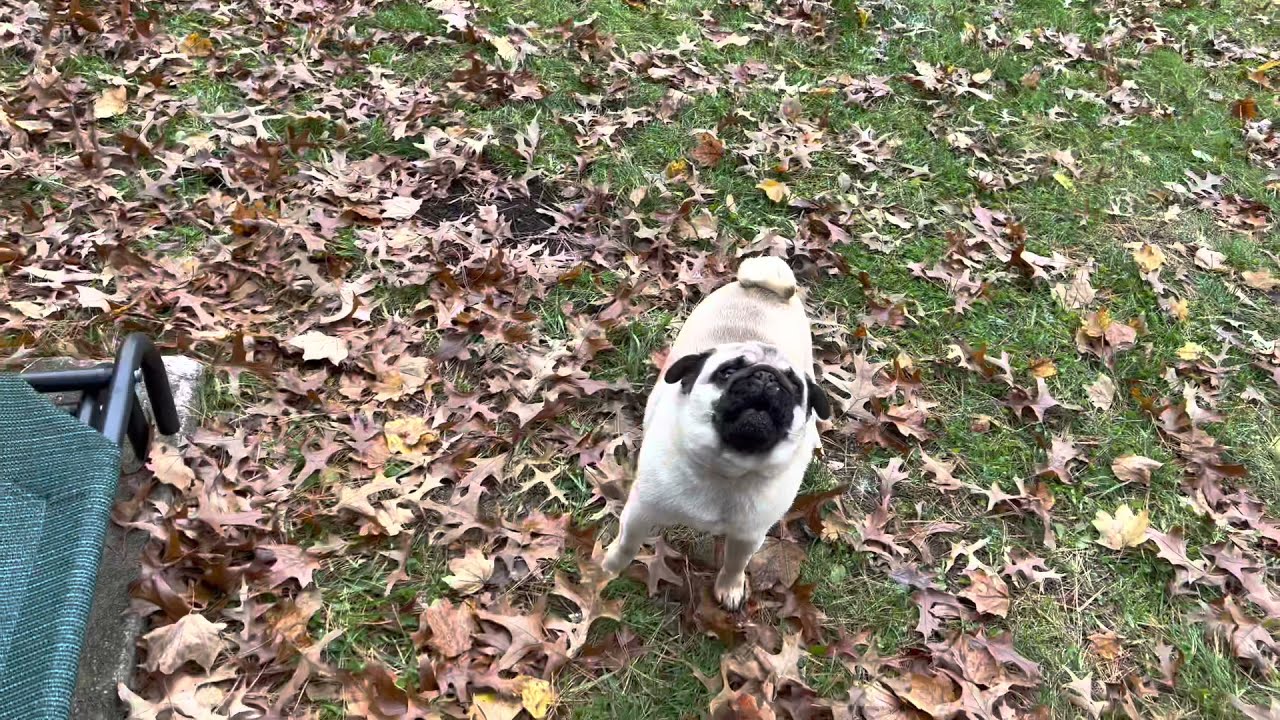 This is one stubborn Pug Puppy