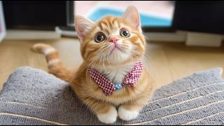 Download Lagu Calming Background Music for Cats - Relaxing Tunes for Cats Comfort, Healing Cat Music Playlist Download Lagu Calming Background Music for Cats - Relaxing Tunes for Cats Comfort, Healing Cat Music Playlist