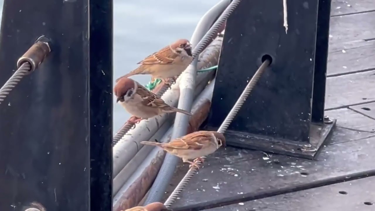 Gimmie Liang引光喚雲2026011102