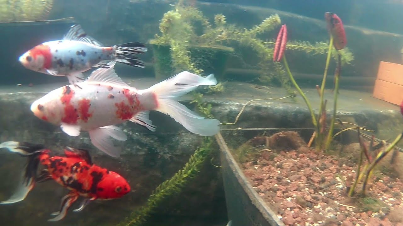 Réfection bassin de jardin  🐟