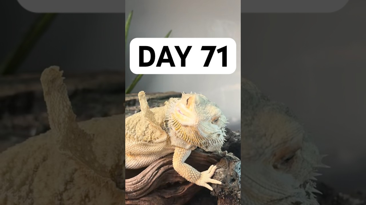 Day 71 of giving this abandoned dragon a second chance at life