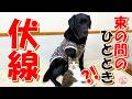 【保護犬 子犬】束の間の休息と伏線??+おまけコーナー