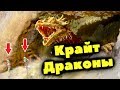 Ужасы Пустыни. Крайт-Драконы.