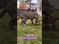 Maternal Fury Unleashed: The Leopard Got WAY More Than It Bargained For!#leopard #cat #animalfight