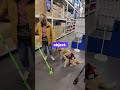 How to get your dog comfortable on different surfaces #hamiltonontario #dogcoach #goldenretriever