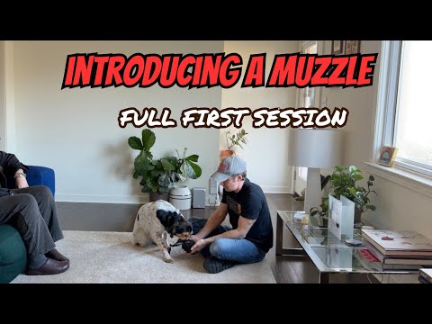 How To Muzzle Train an Aggressive or Fearful Dog!