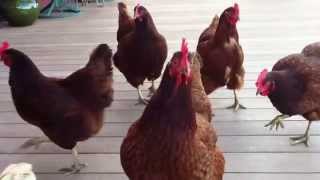 Chickens - The Blueberry Run
