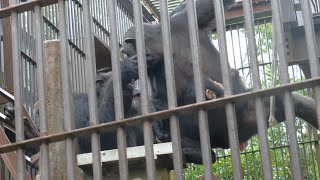 Emotionally unstable Suzumi mom　Tobe Zoo　Chimpanzee　202311