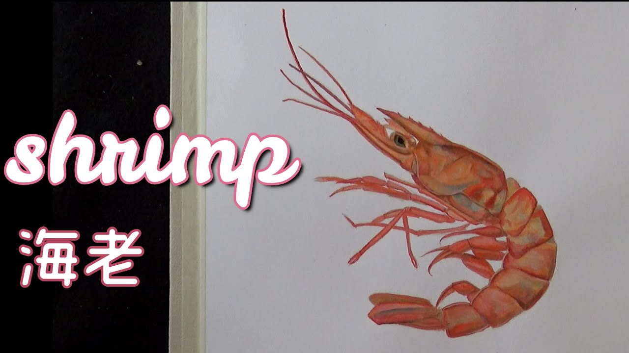 海老をリアルに描いてみた 書き方や制作過程を How To Draw A Shrimp Youtube