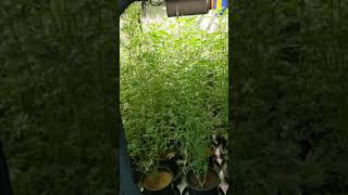 CRUSH MODE DAY 28 & 18 OF FLOWER