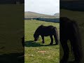 Shetland Pony Shetland Pony
