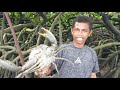 Wow‼️ Kepiting sebanyak ini tidak pernah diburu orang  kitgiant mud crab