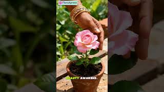 Indian Woman Caring for a Beautiful Flower Plant | Peaceful Garden Moment #flowergardening #flowers
