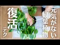 【観葉植物を枯らす人必見】元気がない植物を復活させる方法