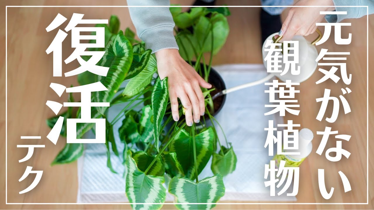 【観葉植物を枯らす人必見】元気がない植物を復活させる方法