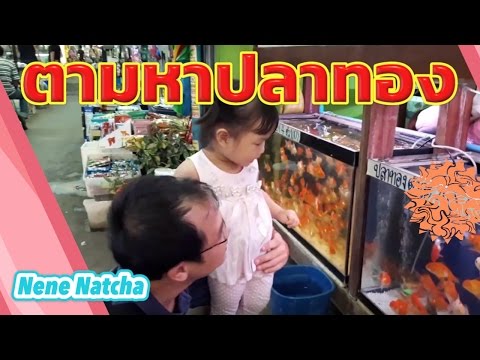 เนเน่ | ตามหาปลาทอง สนามหลวง 2  ตลาดธนบุรี เดินเที่ยว สนามหลวง2