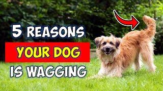 5 Reasons Why Your Dog is Wagging its Tail Too Much