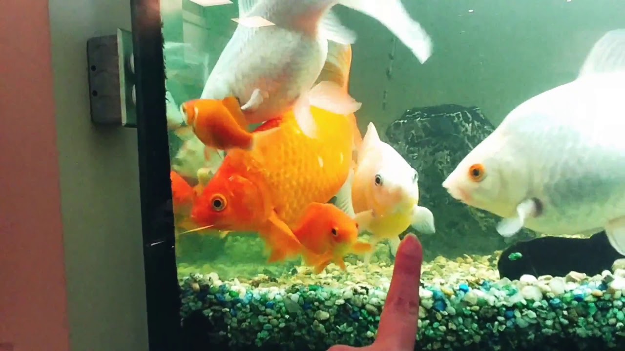 camera iphone 8 plus apk 280 gallon goldfish tank
