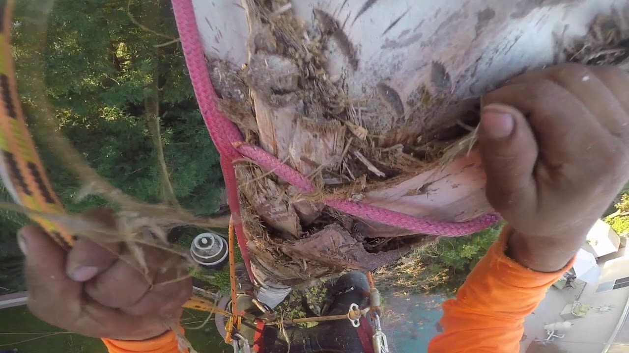 REMOVAL QUEEN PALM TREE ELIMINACION DE QUEEN PALM YouTube