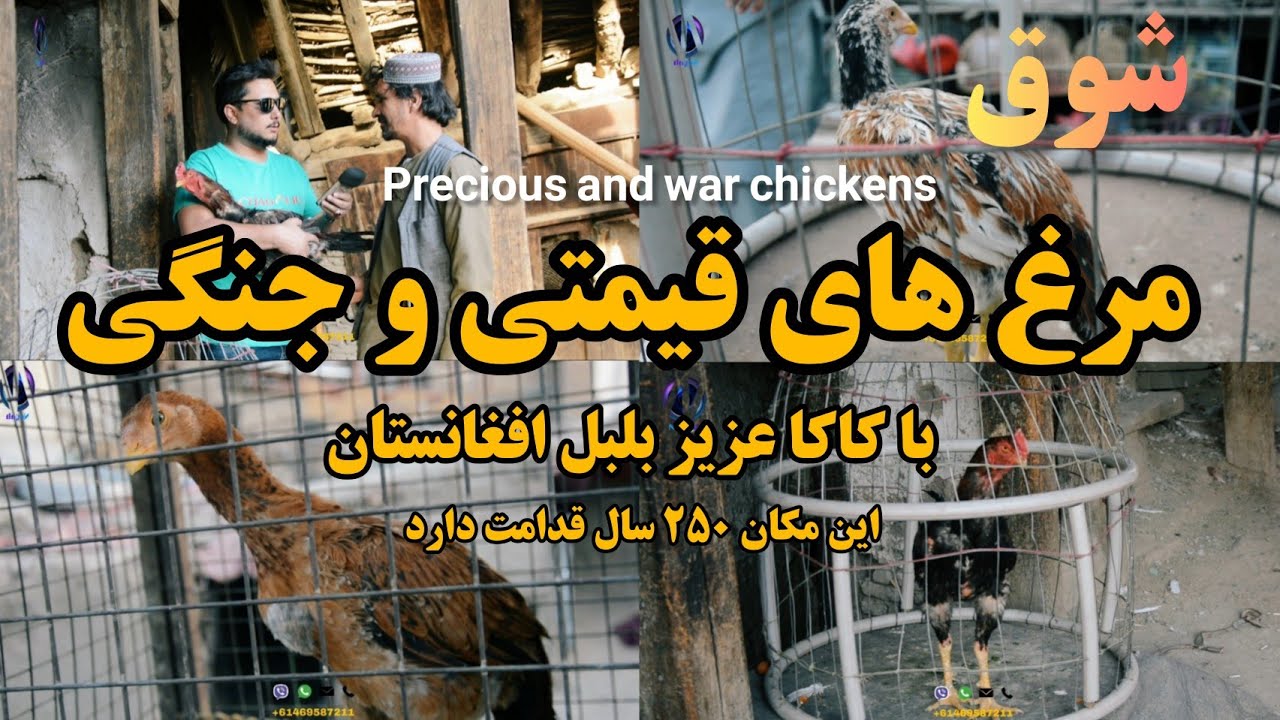 شوق | مرغ های کلنگی و شرط بندی مردم افغانستان - Precious and war chickens