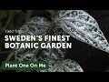 Botanical Tour at the Gothenburg Botanical Gardens — Ep. 185