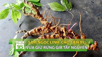 Sâm Ngọc Linh: Vừa cho tiền tỷ, vừa giữ rừng già Tây Nguyên | VTC16