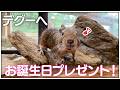 【デグー特集】デグーに誕生日プレゼントを渡したらリアクションが可愛すぎた🐹【お誕生日】