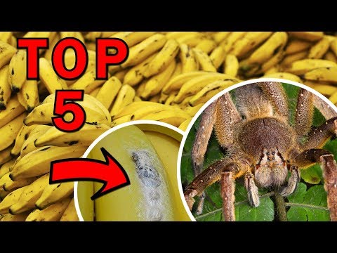 Video: Top 5 Nejjedovatějších Hadů Na Planetě