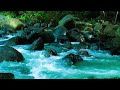 Fall Asleep Nature Water sounds - Forest Ambience for Deep Sleep & Meditation