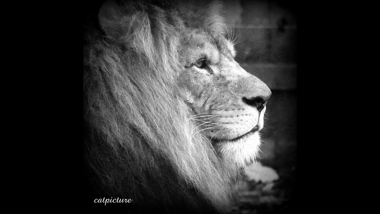 Comme un Lion (Poverty Riddim) Reggae Francais 2020