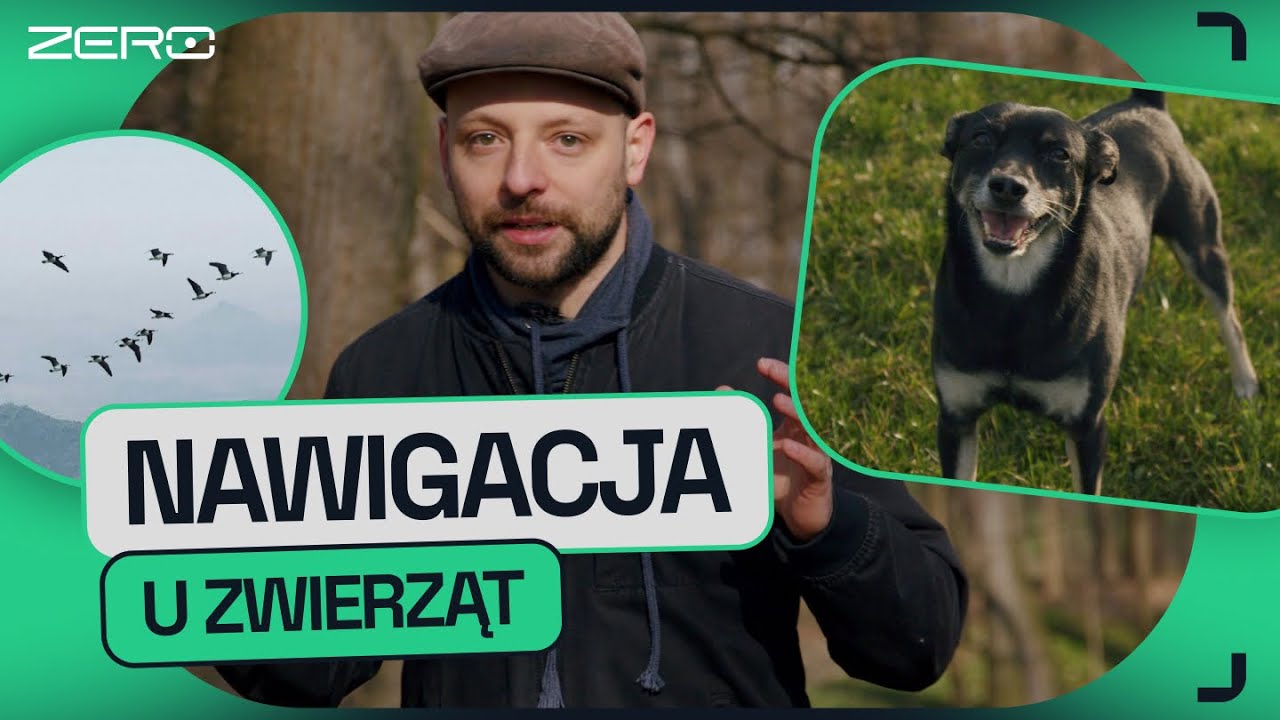 DLACZEGO PSY KRĘCĄ SIĘ W KÓŁKO ZANIM SIĘ ZAŁATWIĄ. POLE MAGNETYCZNE I ZWIERZĘTA | GATUNEK ZERO #7