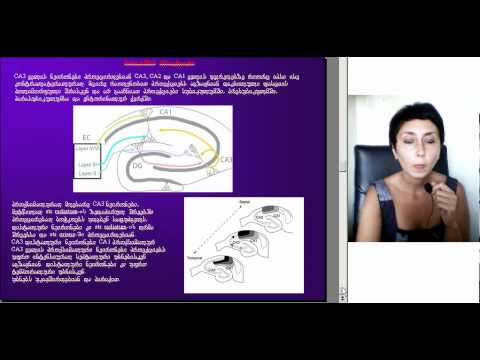 ჰიპოკამპალური ფორმაცია და მისი პროექციები, ლექცია3, ნაწილი2, ეკა ლეფსვერიძე, M005 2 05093