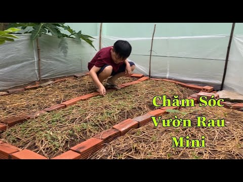 Video Vườn Rau Mini Trong Mùa Covid Của Vợ Chồng Bé Bỏng... - youtube