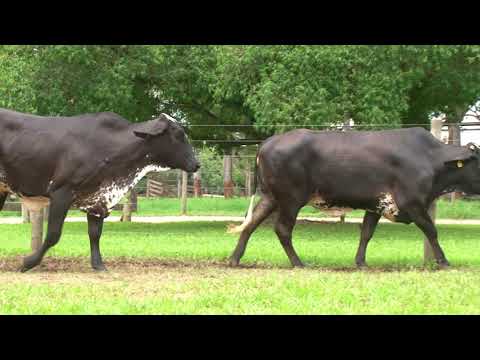 LOTE 26   CANTO PORTO   4364BS  8488BY