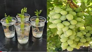 Best skills How to grow Grape Tree from Grape Fruit in Water